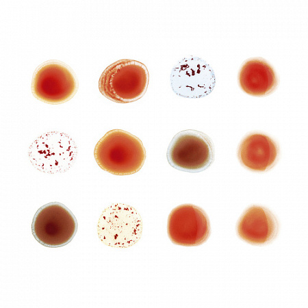 [2064] Peter Gabriel - Scratch My Back/And I'll Scratch Yours (2LP)