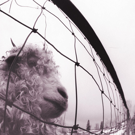 [30791] Pearl Jam - Vs. (LP)